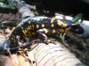 salamandra y sapo piscines 014 (Small).jpg
