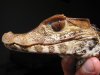 paleosuchus palpebrosus.jpg