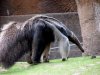 anteater.jpg