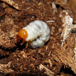 Larva de escarabajo desconocida
