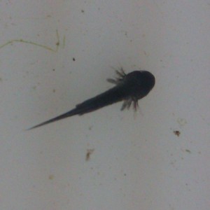 Laotriton laoensis - Larva