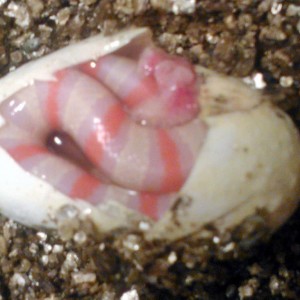 Eclosion ruthveni albina 2