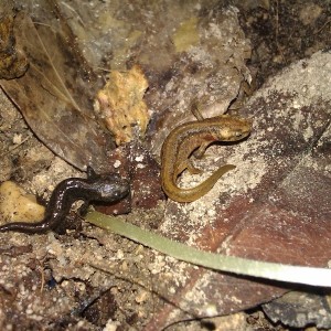 Ommatotriton ophryticus nesterovi - Juveniles