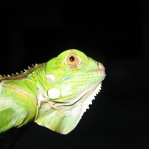 iguana redu.JPG