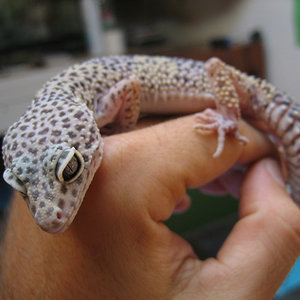 mi gecko.jpg