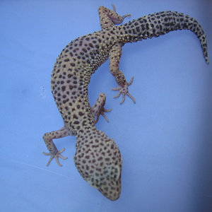 mi gecko2.jpg