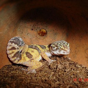 nestle y mr.gecko en terraris diferents 002 (Small).jpg