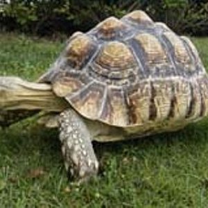 Tortoise_KezumeHyoumon[1].jpg