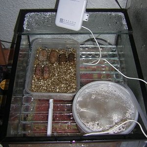 incubadora 2a.JPG