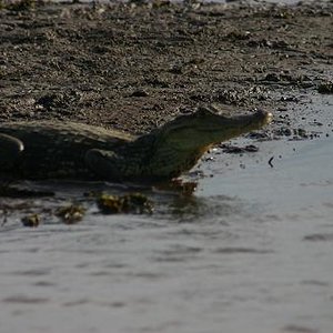 Costa Rica  caiman 1.JPG
