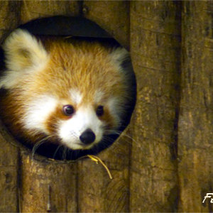 Panda rojo 02.Foto recortada.jpg