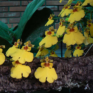 orquideas en flor.jpg