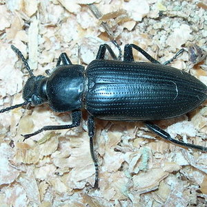 escarabajo zophoba.jpg
