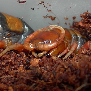 Scolopendra subspinipes philippines.jpg