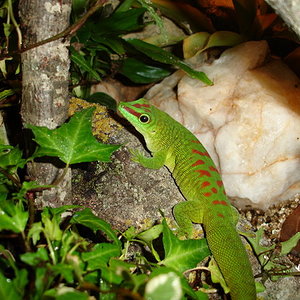Phelsuma Madagascariensis Grandis (R).jpg