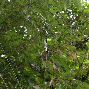 Nephila Maculata2.jpg
