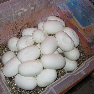 Huevos 30 dias .jpg