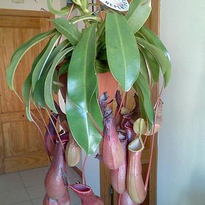 nepenthes.JPG