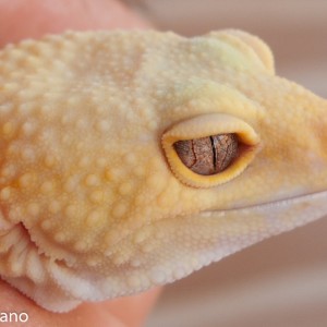 Patternless albino