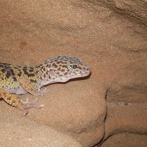 Geckos abril 019 (Medium).jpg