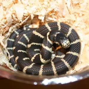 Serpiente rey california (1) min.jpg