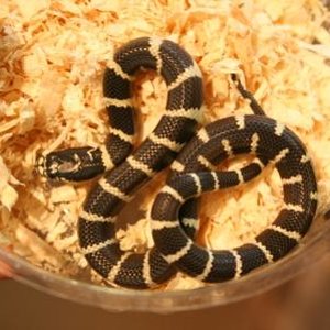 Serpiente rey california (2) min.jpg