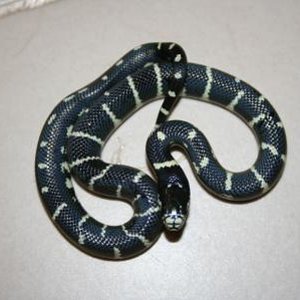 Serpiente rey california (3) min.jpg