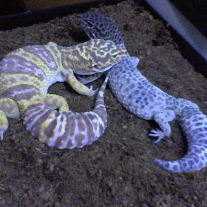 geckos 2.jpg