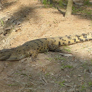 Cocodrilo de Nueva Guinea Crocodylus novaeguineae.jpg