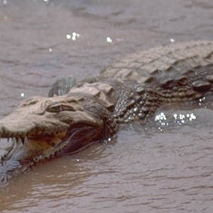 Cocodrilo del Nilo Crocodylus niloticus.jpg