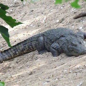 Cocodrilo Hindú Crocodylus Palustris.jpg