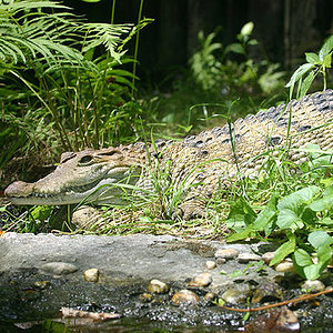 Cocodrilo Malayo Crocodylus mindorensis.jpg