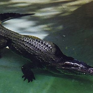 Cocodrilo Siamés Crocodylus siamensis.jpg