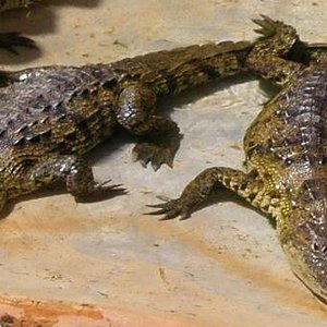 Cocodrilos de pantano Crocodylus moreletii.jpg