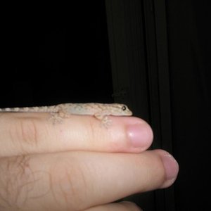 salamandra 4.jpg