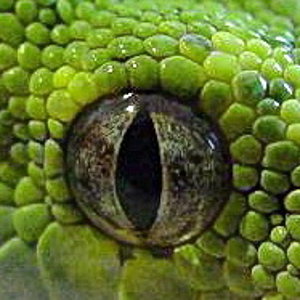 ojo viridis biak.jpg