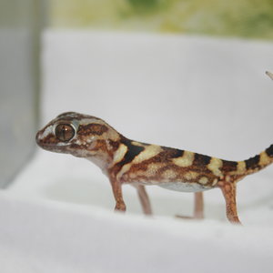 Chondrodactylus 11 juvenil 2010.JPG