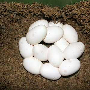 Puesta-huevos-cheynei-2.jpg