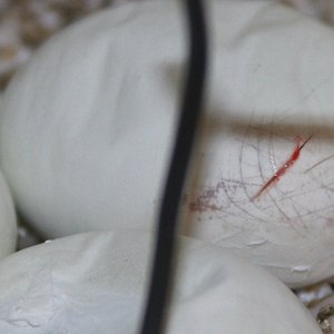 12 primera cria rompe el huevo 51 dias de incubación [1280x768].JPG