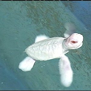 Tortuga marina albina 1.JPG