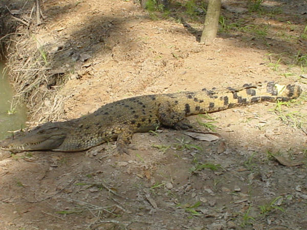 Cocodrilo de Nueva Guinea Crocodylus novaeguineae.jpg