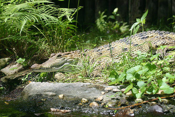 Cocodrilo Malayo Crocodylus mindorensis.jpg