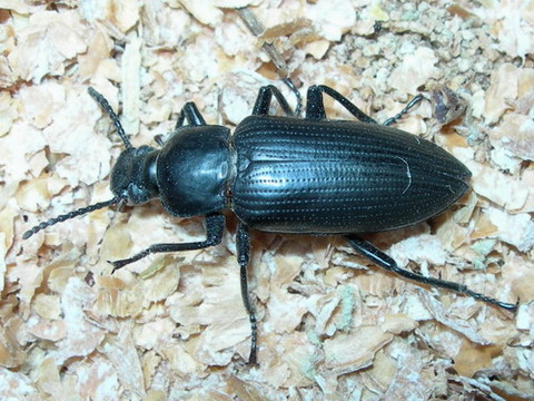 escarabajo zophoba.jpg