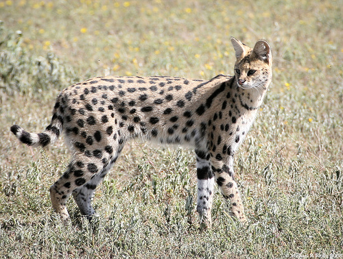 RH serval.jpg