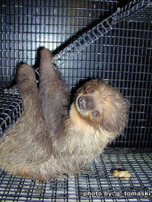 sloth_baby.jpg