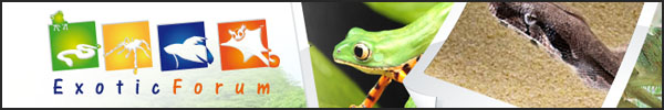 Banner de patrocinador