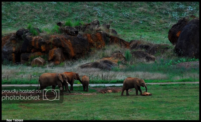 elefantes2.jpg