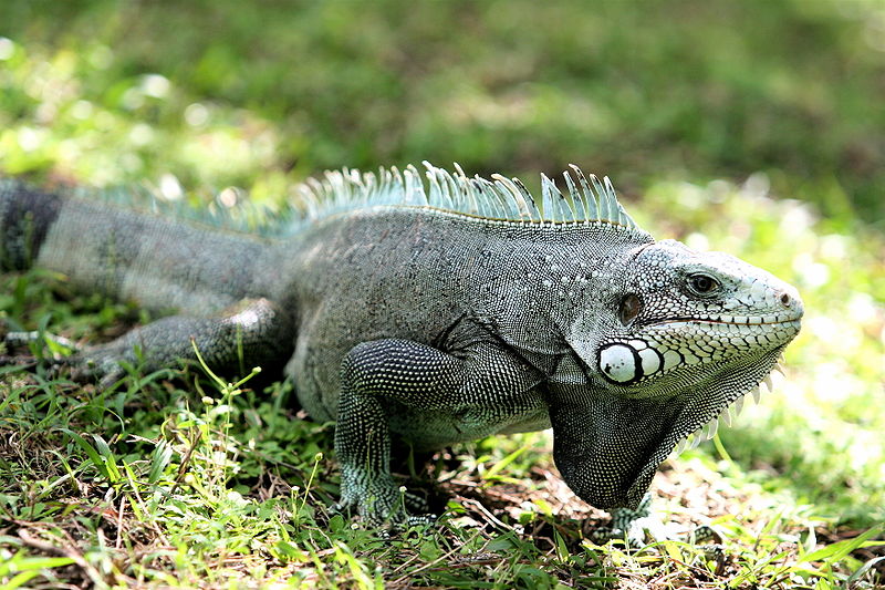 800px-Gray-iguana-iguana.jpg