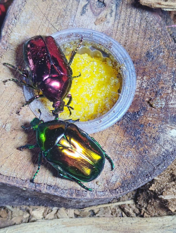 1 Verde y 1 Roja.jpg