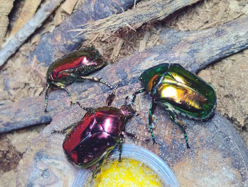 1 Verde y 2 Rojas.jpg